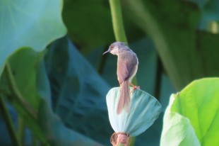 莲子小鸟