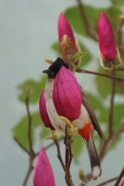 花中有鸟
