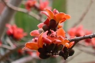 花团锦簇