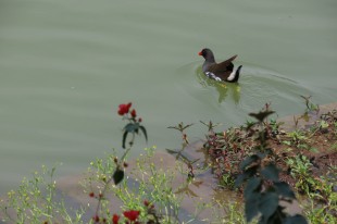 黑水鸡