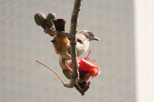 伫立枝头