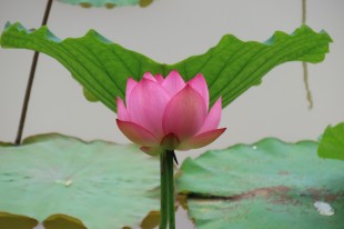 莲花开