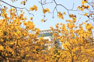 风过铃响，花满枝