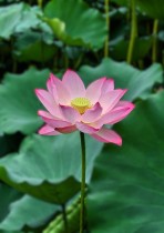 荷