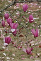 花开花落