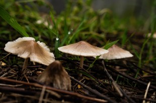 雨润菇华