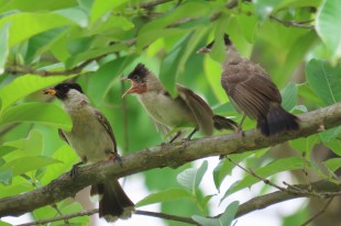 喂食
