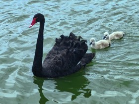 春“游”