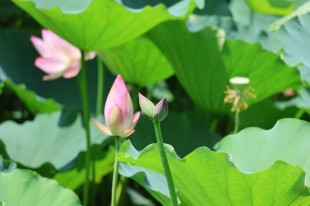 校园里的荷花