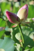 花开并蒂