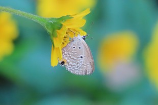 采蜜花丛间