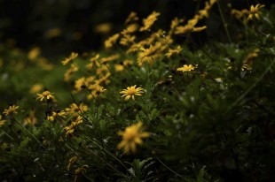 雨后野花