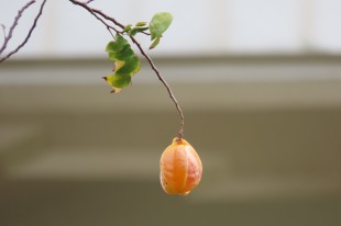 硕果仅存