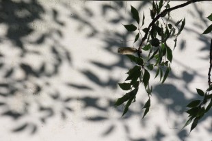 虚虚实实