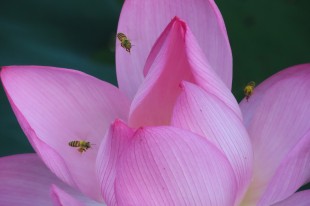 采蜜