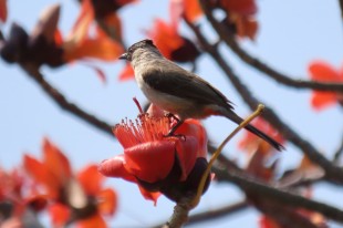 花与鸟