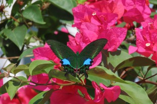 花蝴蝶