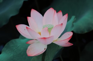 荷间漫步，邂逅夏日生机