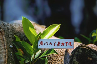 当光遇见生命的炽热辉芒