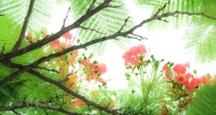凤凰花开