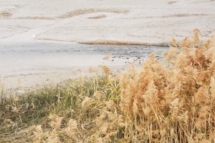 风吹麦浪