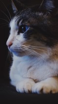 猫咪写真