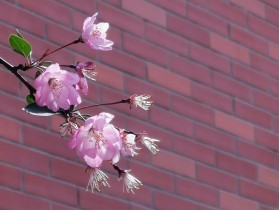 生如夏花