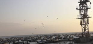 沙鸥翔集