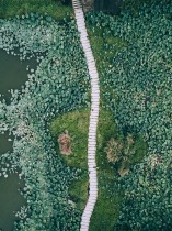 荷花池中的小道