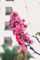 碧桃迎春