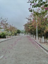 走花路