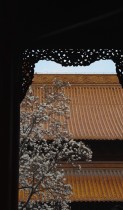 玉兰