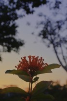 夕上花娇