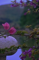 雨后·薄暮·花影