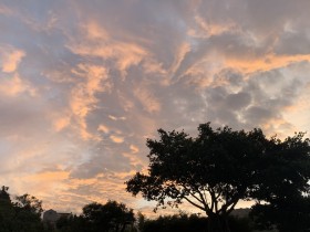 北区操场的树