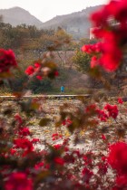 繁花似锦