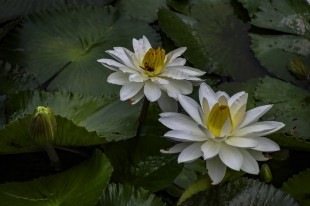 蜜