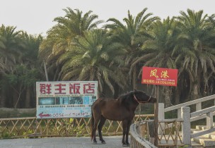风港马