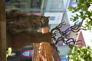 观复猫