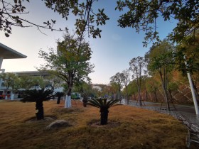 早八的“嘉”