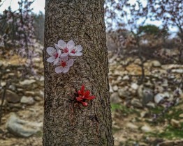花叶相见
