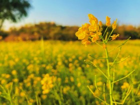 立春·油菜花集