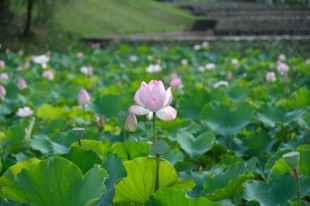 绿野仙踪