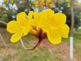 黄花风铃木