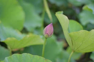 荷