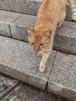 猛虎下山
