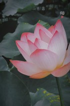 一花一世界