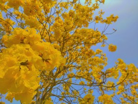 光芒万顷