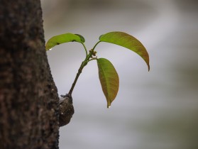 雨