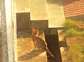 猫